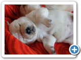 4.Woche