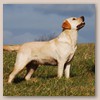 Adele - Julia Rainbird of Plaindasher