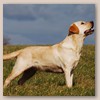 Adele - Julia Rainbird of Plaindasher