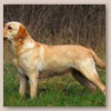 Adele - Julia Rainbird of Plaindasher