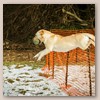 Lola - Glyme of Plaindasher
