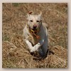 Lola - Glyme of Plaindasher