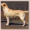 Lola - Glyme of Plaindasher