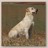 Lola - Glyme of Plaindasher