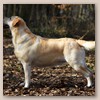 Lola - Glyme of Plaindasher	