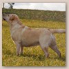 Lola - Glyme of Plaindasher	