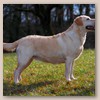 Lola - Glyme of Plaindasher	