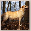 Lola - Glyme of Plaindasher	