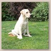 Lola - Glyme of Plaindasher